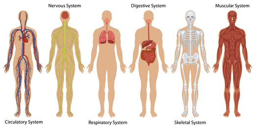 Illustration showing six human body schemas with each a sub system of the body, like the Nervous System, Muscular System or others 